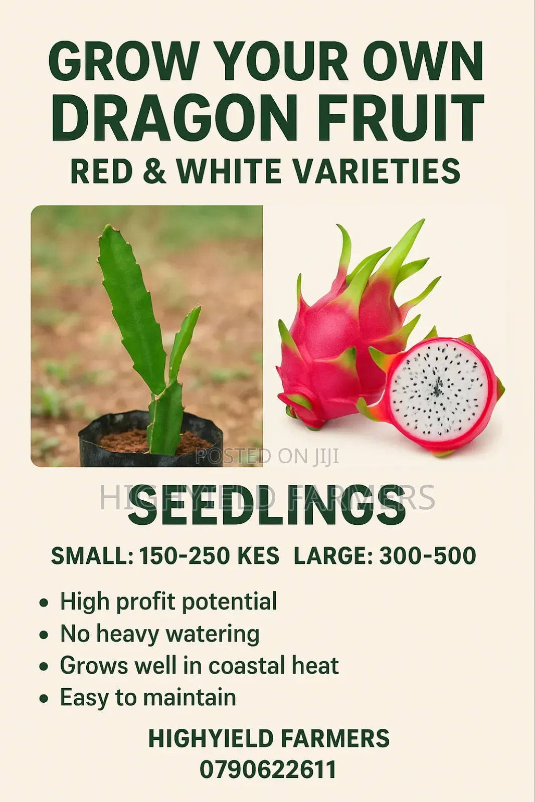 White and Red Dragon Fruit Seedlings and Cuttings