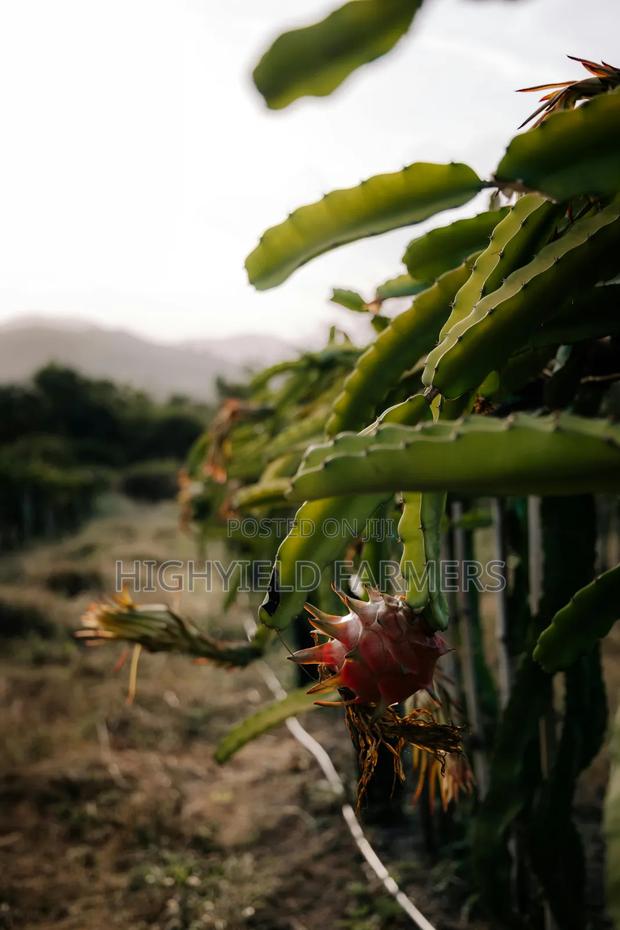 White and Red Dragon Fruit Seedlings and Cuttings - thumbnail 3