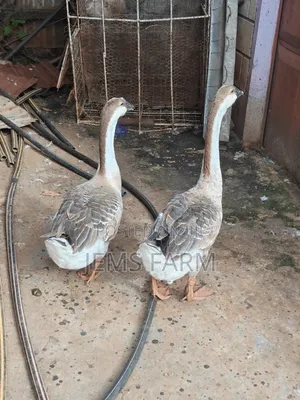 Mature African Goose Pair