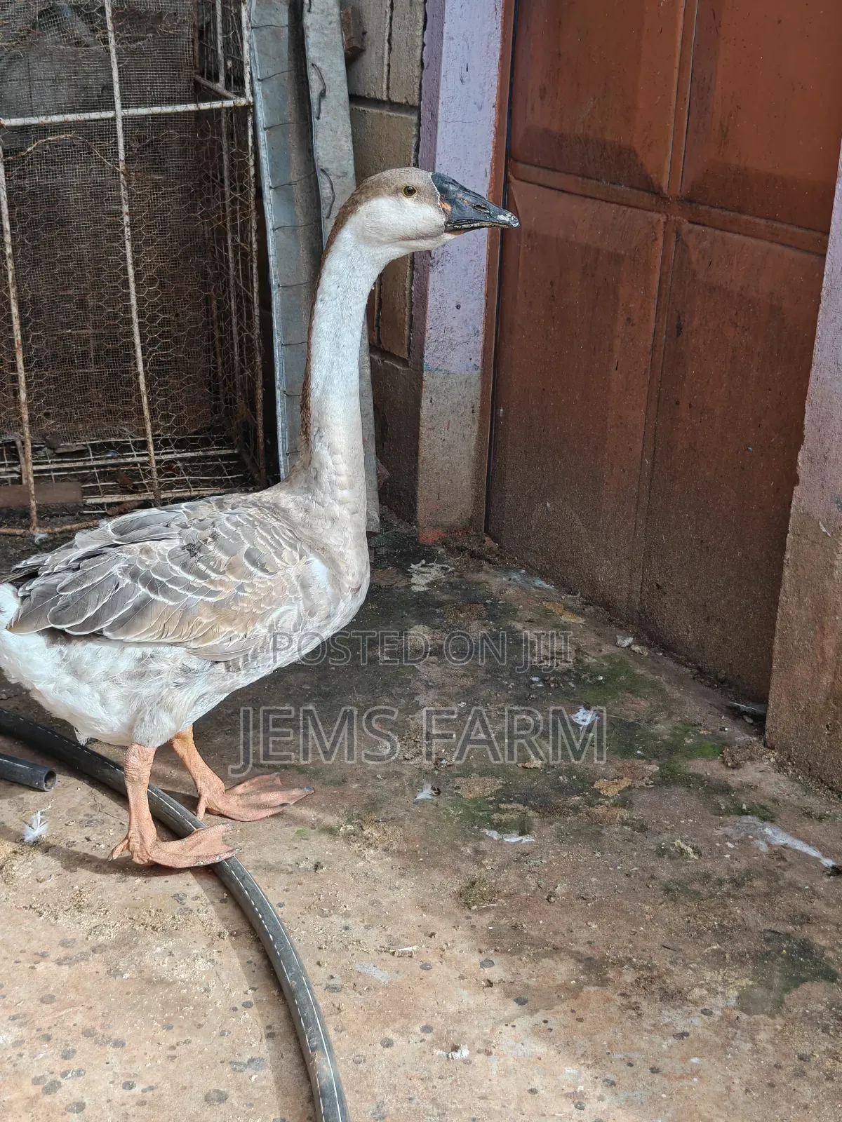 Mature Laying African Goose Pair