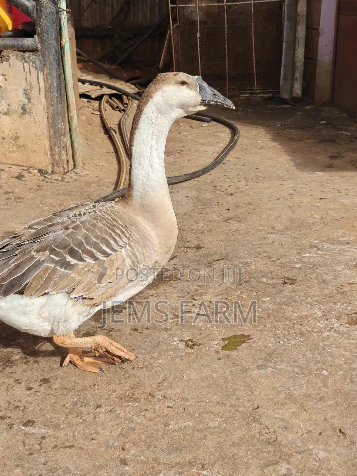 Mature Laying African Goose Pair