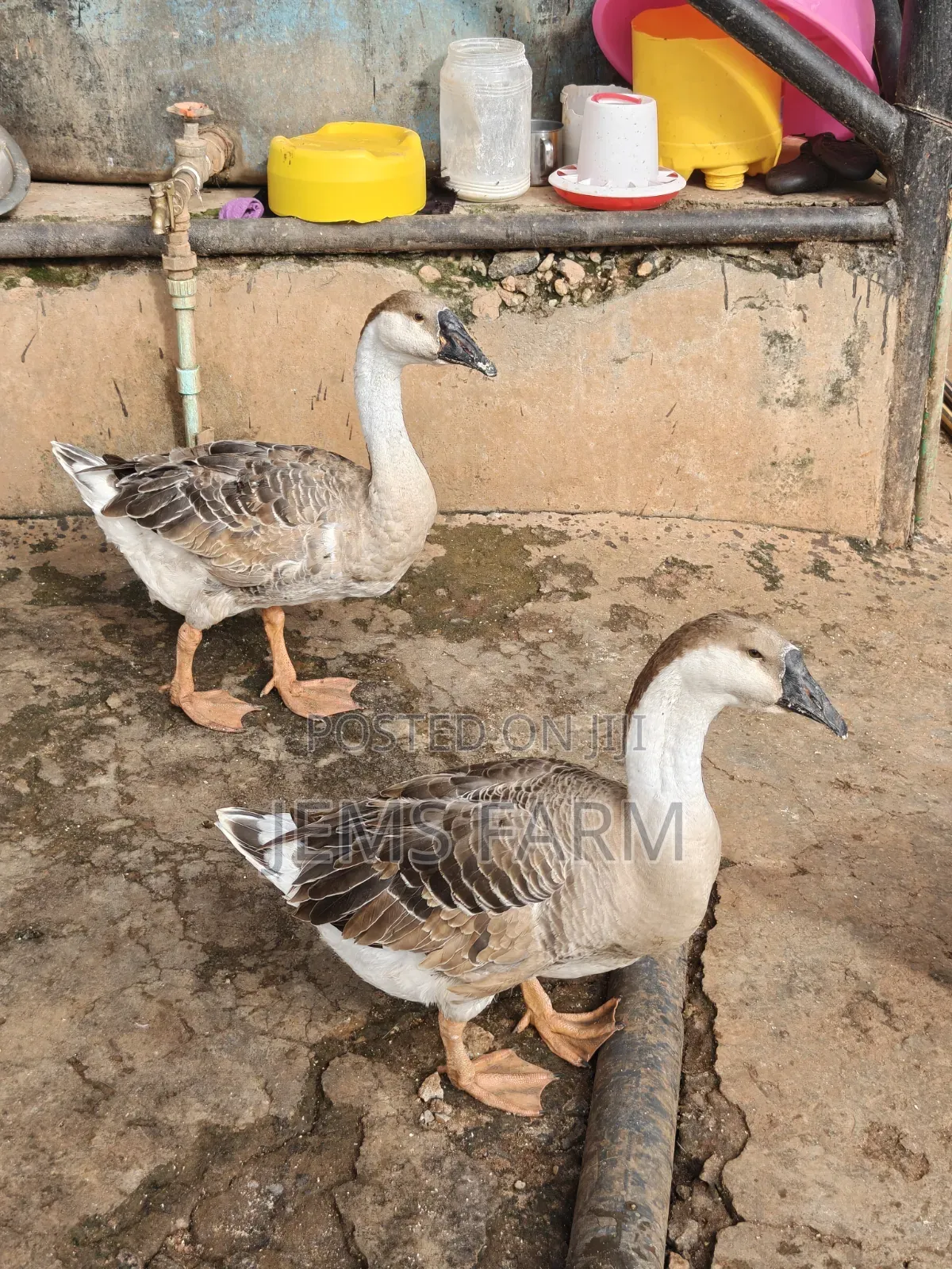 Mature Laying African Goose Pair