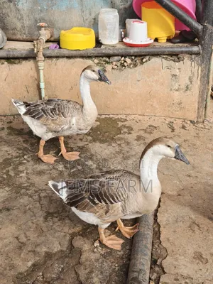 Mature Laying African Goose Pair