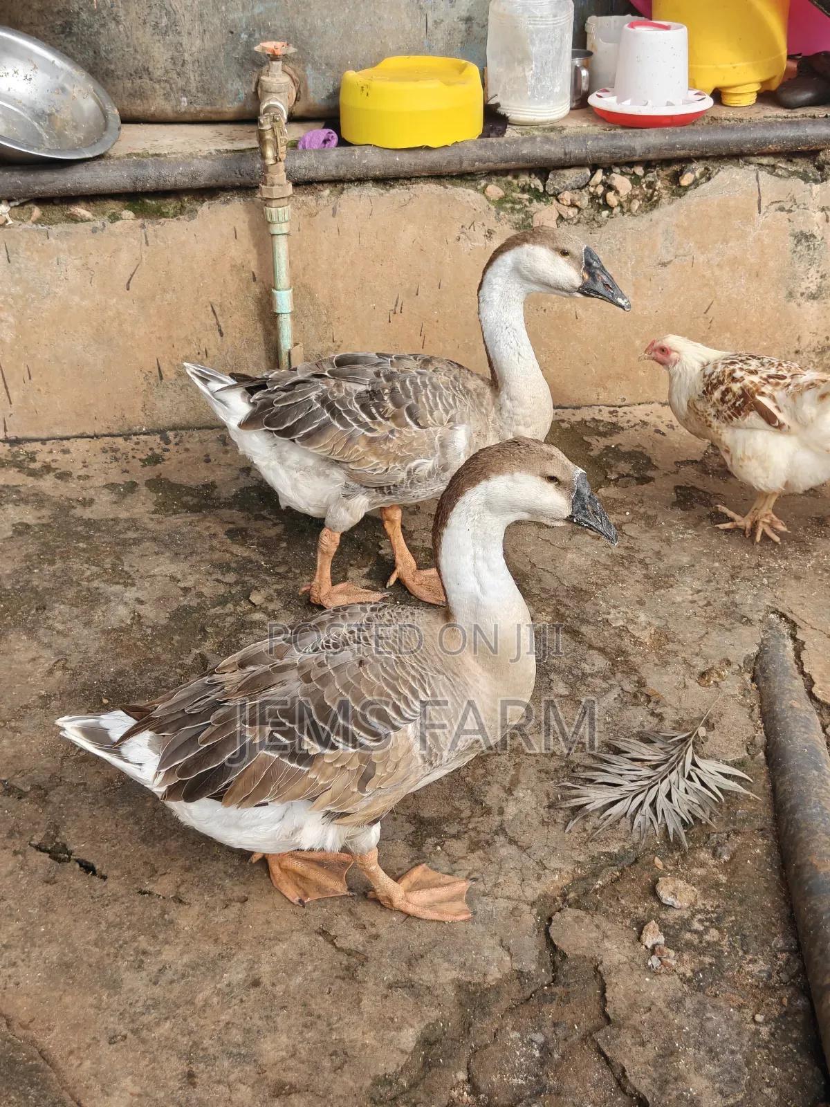 Mature Laying African Goose Pair