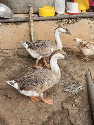 Mature Laying African Goose Pair