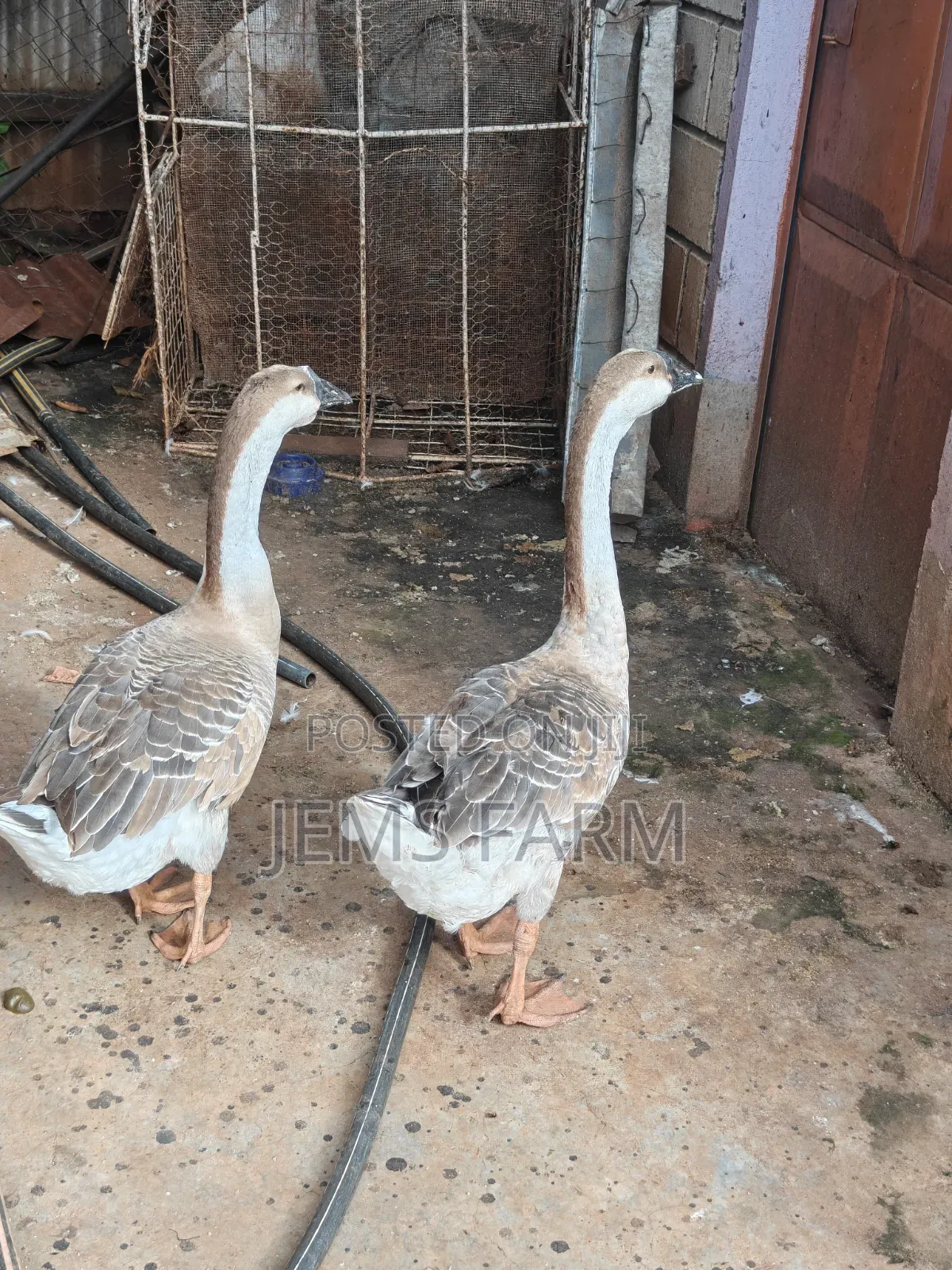 Mature Laying African Goose Pair