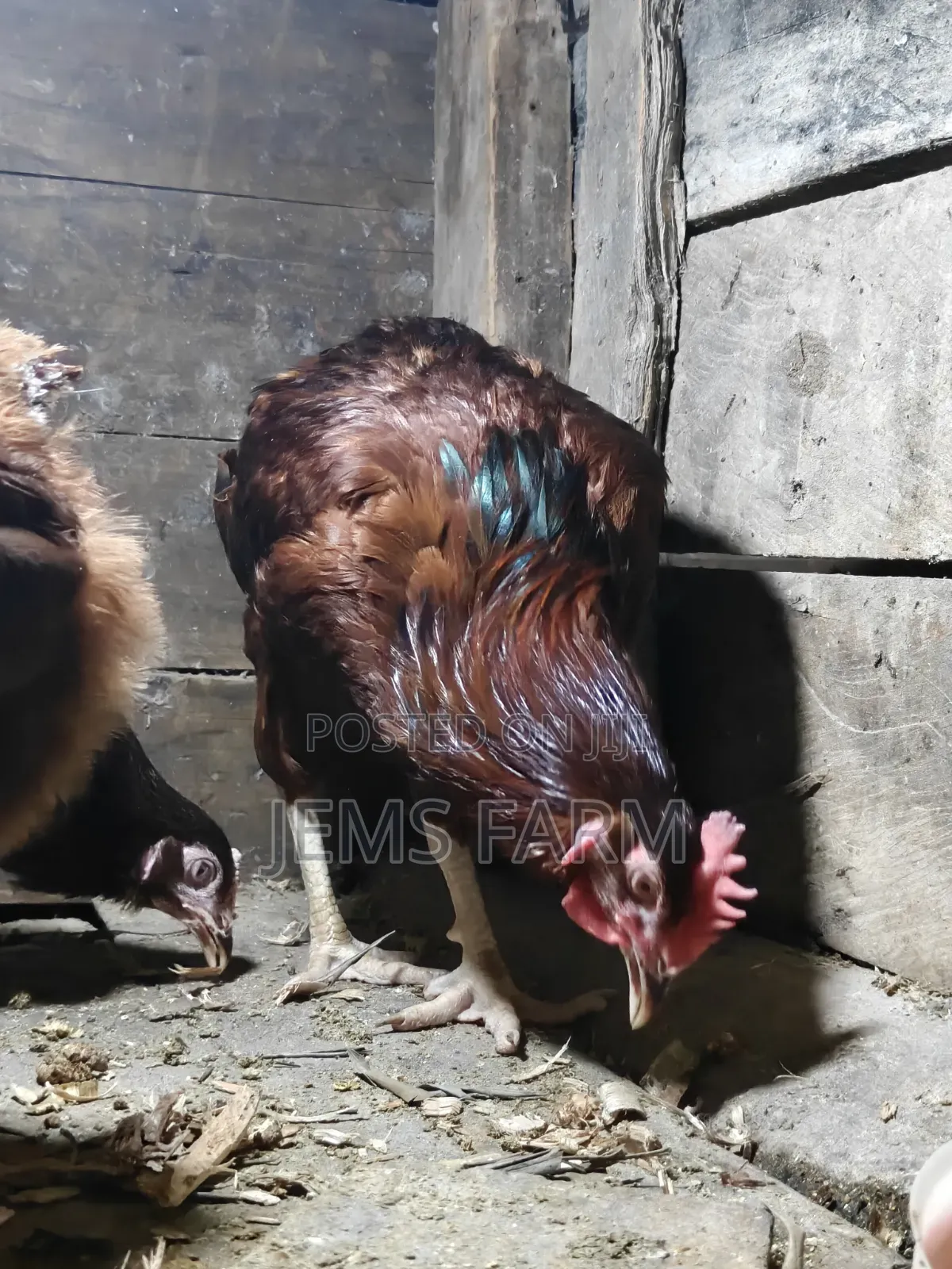 Mature Rhodes Island Red Cock
