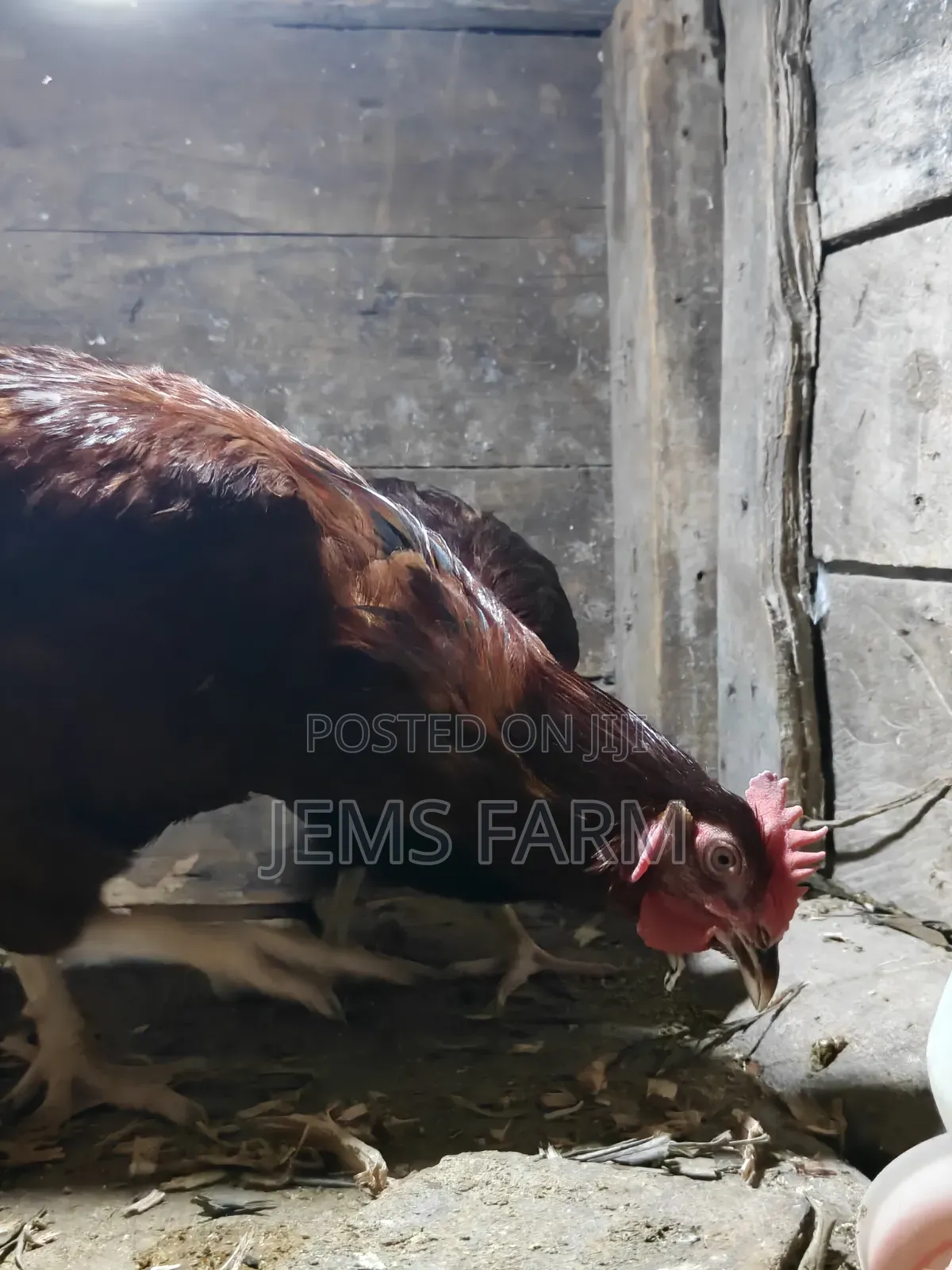 Mature Rhodes Island Red Cock