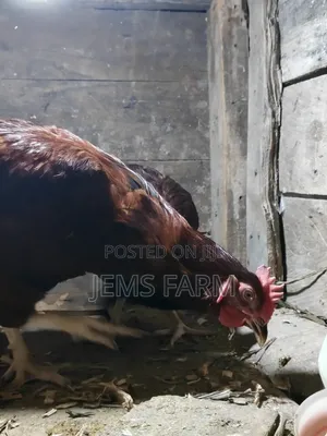 Mature Rhodes Island Red Cock