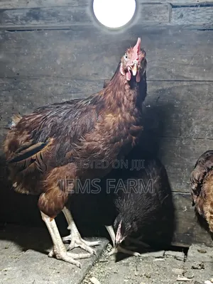 Mature Rhodes Island Red Cock