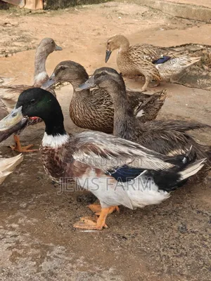 Mature Rouen Ducks Pair
