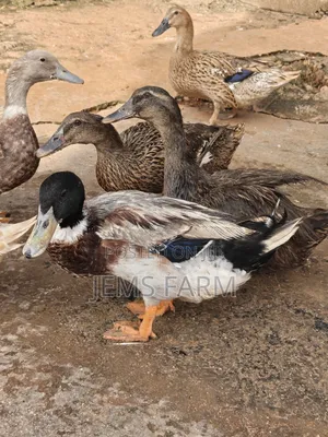 Mature Rouen Ducks Pair