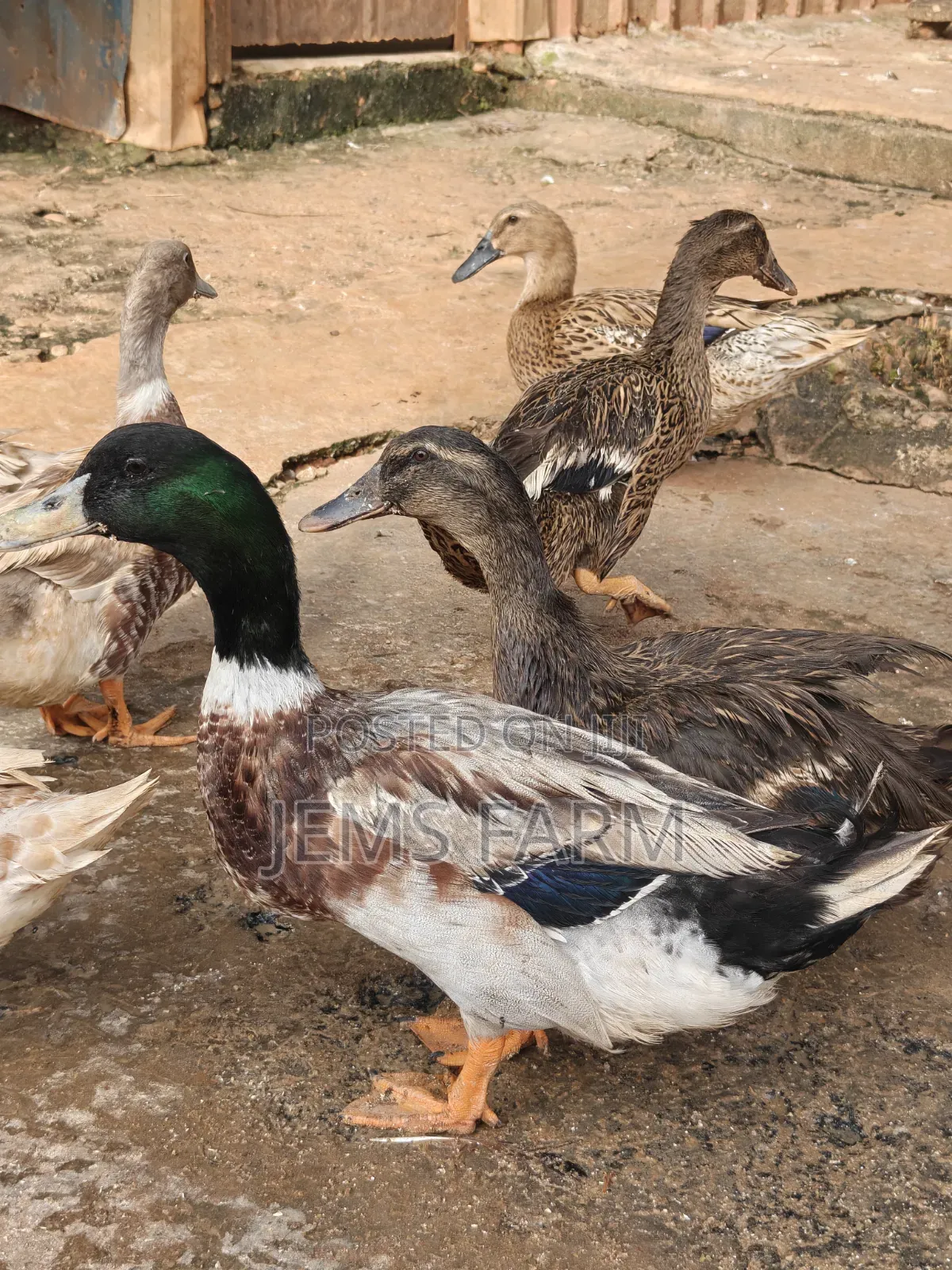 Mature Rouen Ducks Pair