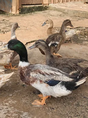 Mature Rouen Ducks Pair