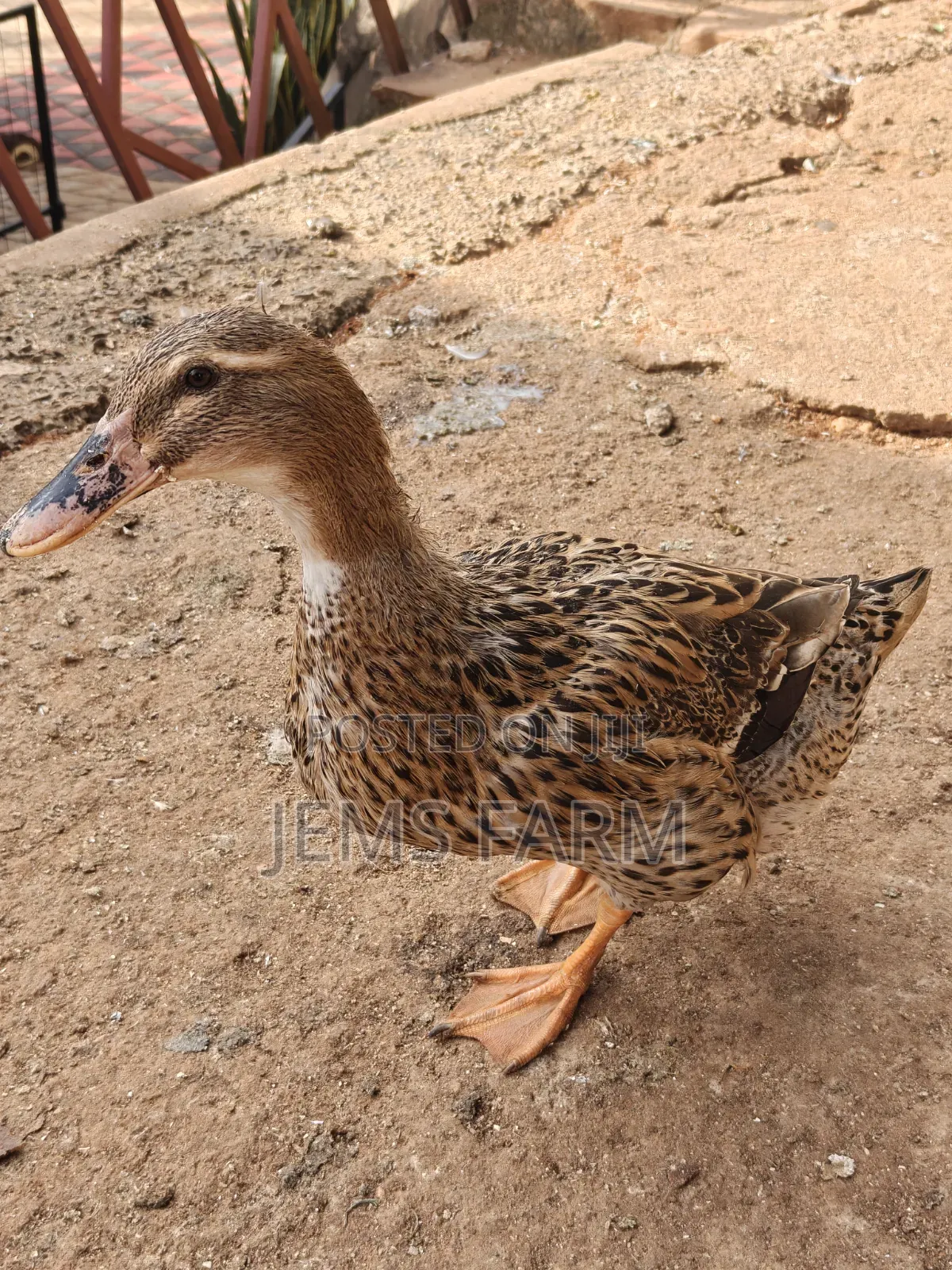 Mature Rouen Ducks Pair