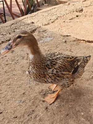 Mature Rouen Ducks Pair