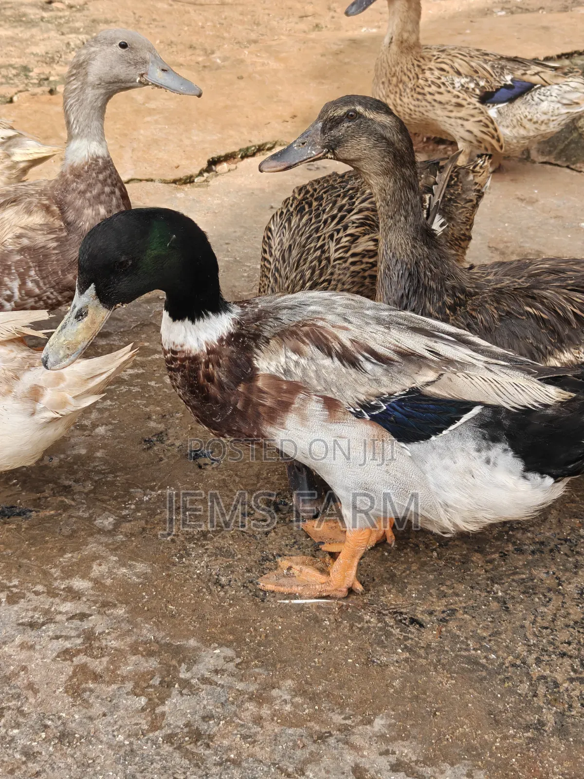 Mature Rouen Ducks Pair