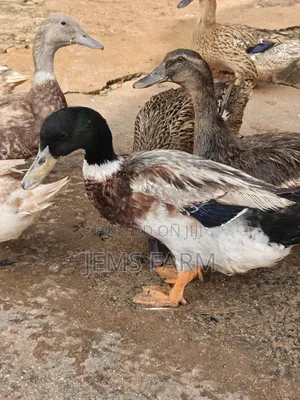 Mature Rouen Ducks Pair