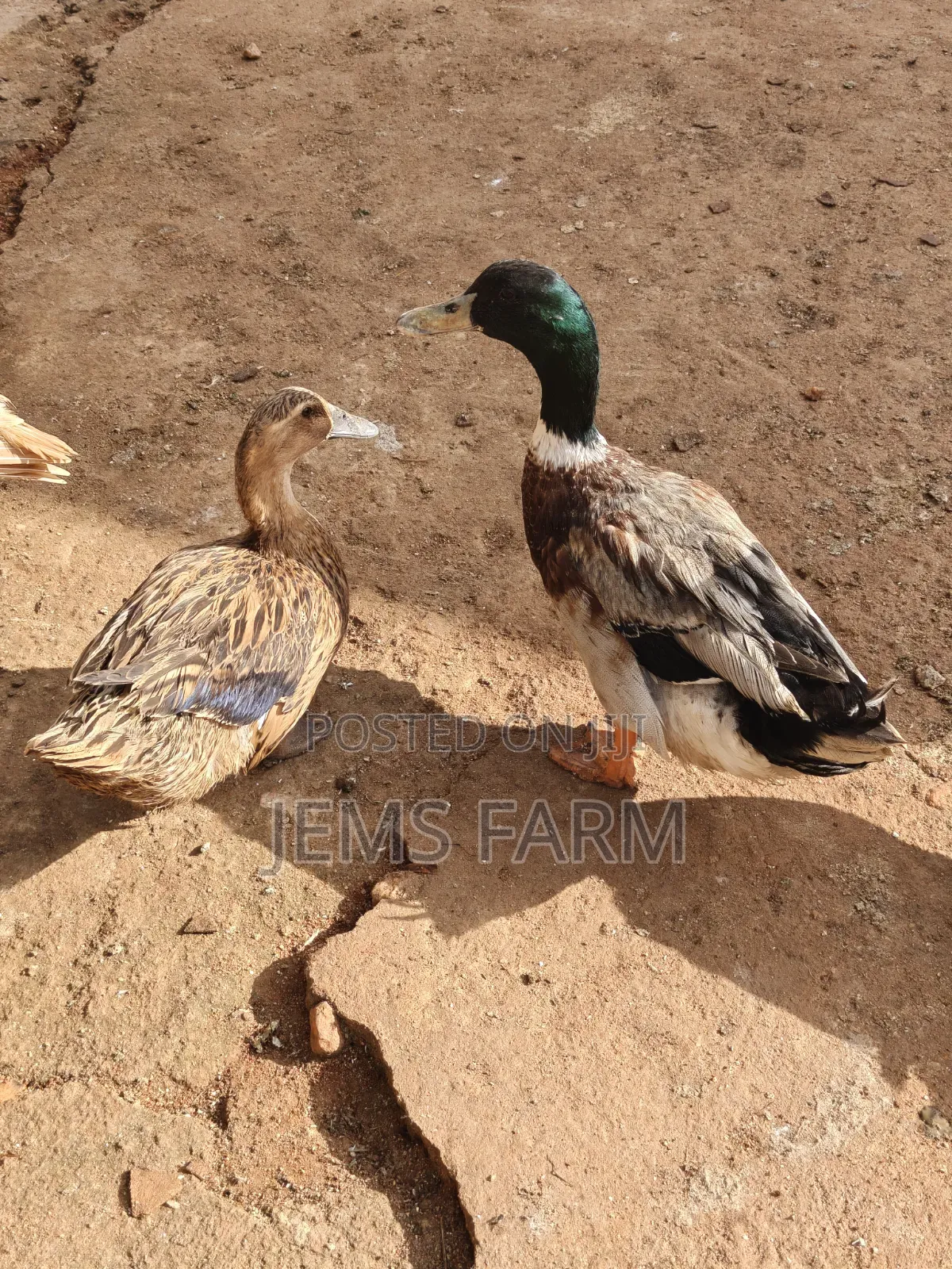 Mature Rouen Ducks Pair