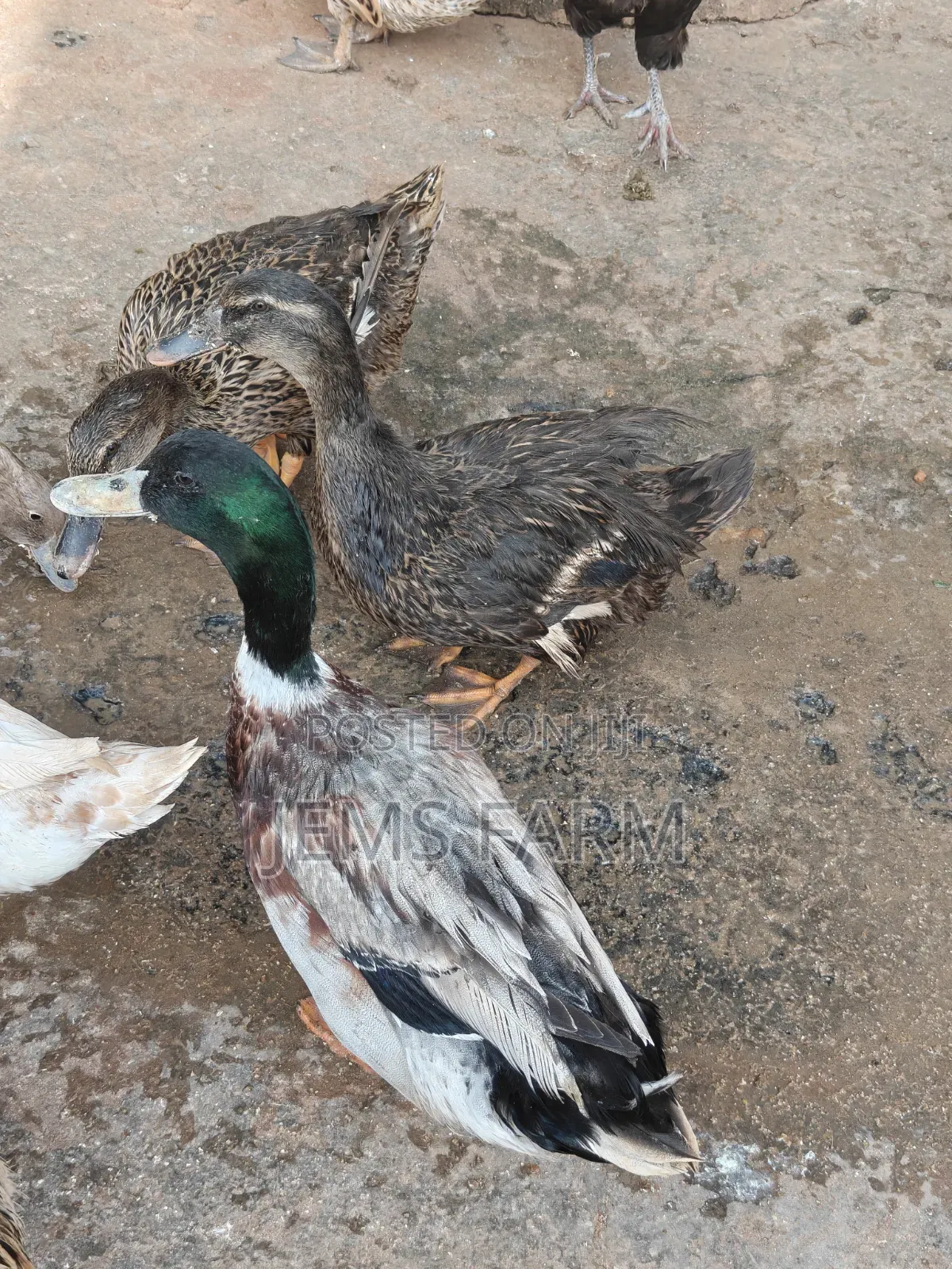Mature Rouen Ducks Pair