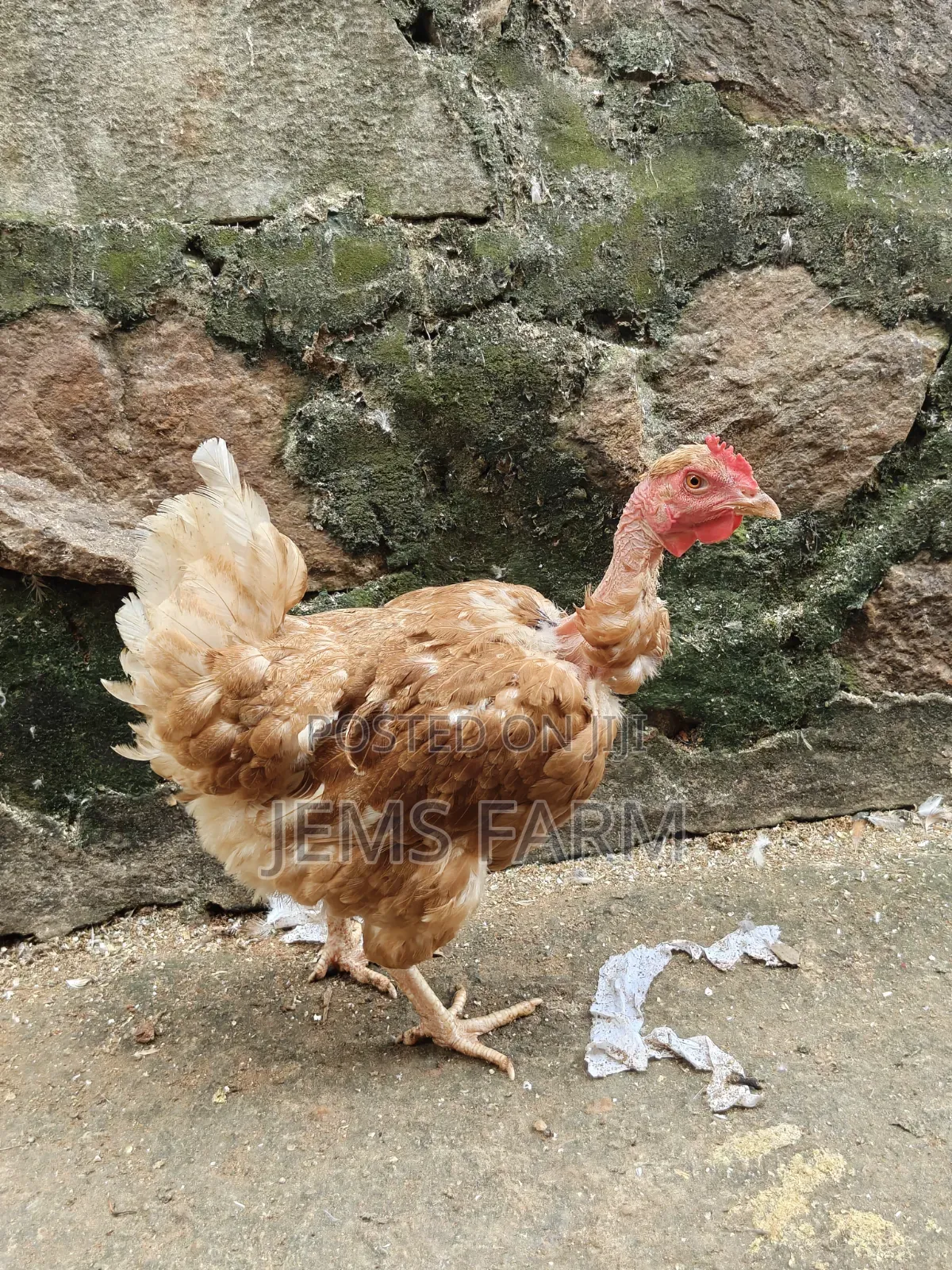 Improved Kienyeji Jogoos for Breeding or Slaughtering