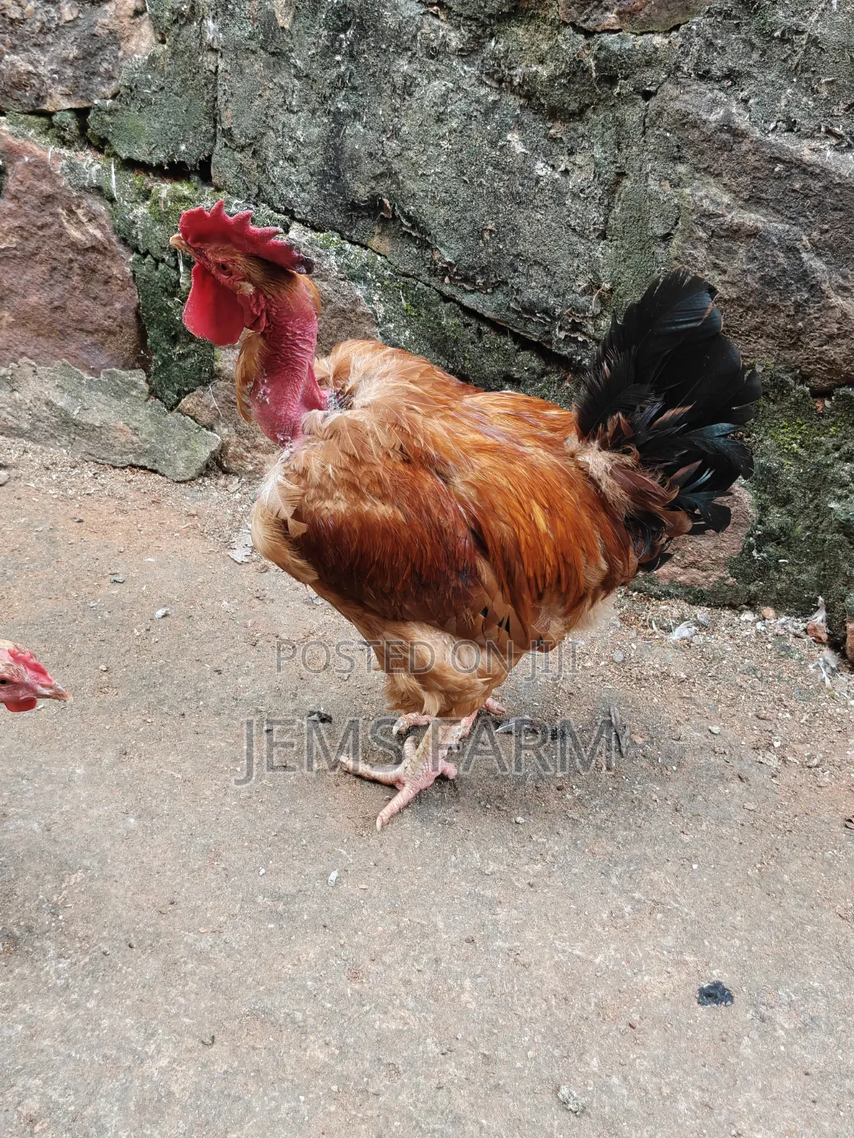 Improved Kienyeji Jogoos for Breeding or Slaughtering