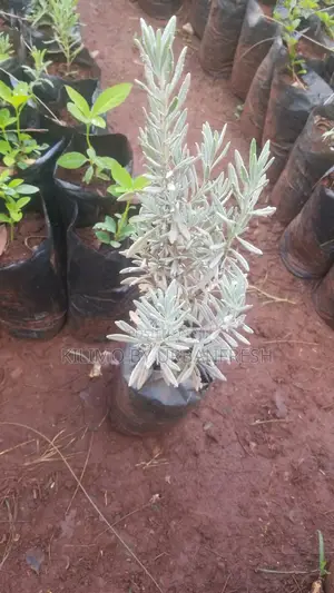 White Licorice Seedling.