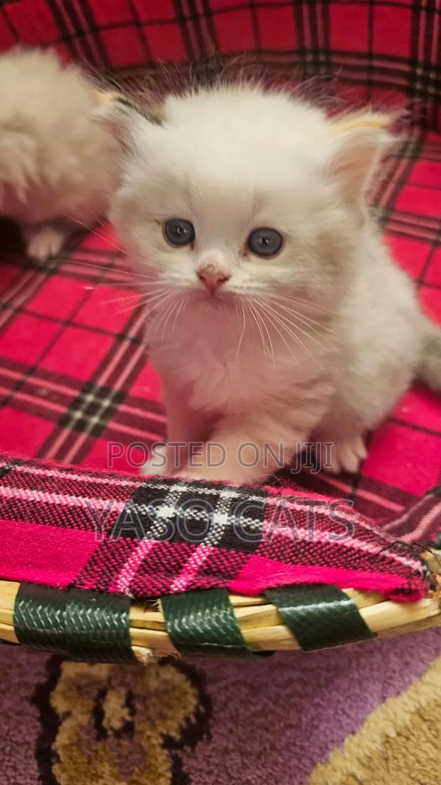 1-3 months Female Purebred Ragdoll