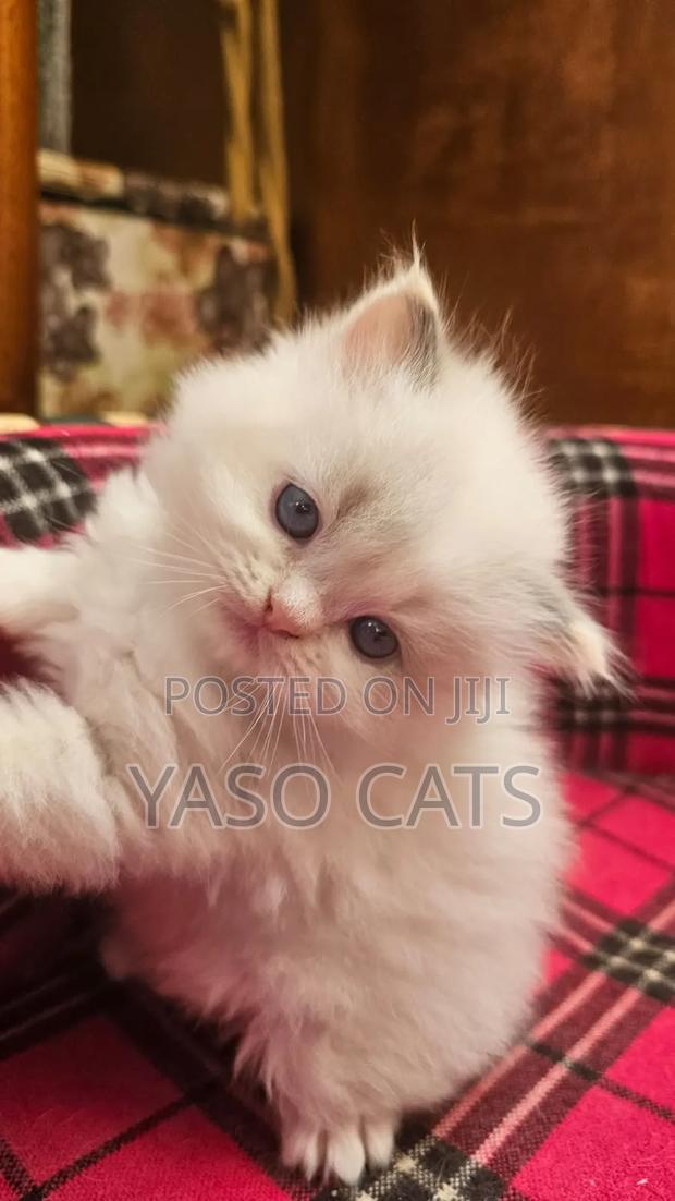 1-3 months Female Purebred Ragdoll - thumbnail 2