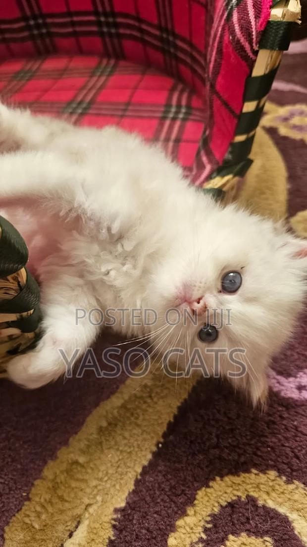 1-3 months Female Purebred Ragdoll - thumbnail 3