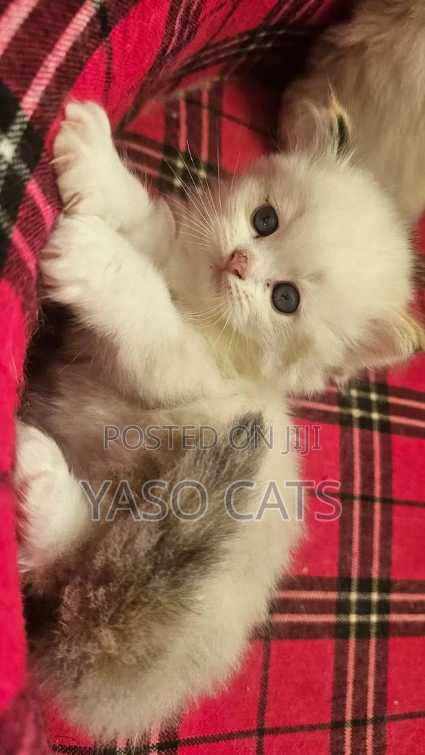 1-3 months Female Purebred Ragdoll - thumbnail 4