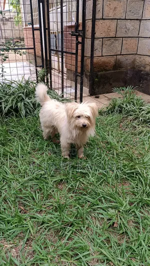 1+ year Male Purebred Maltese