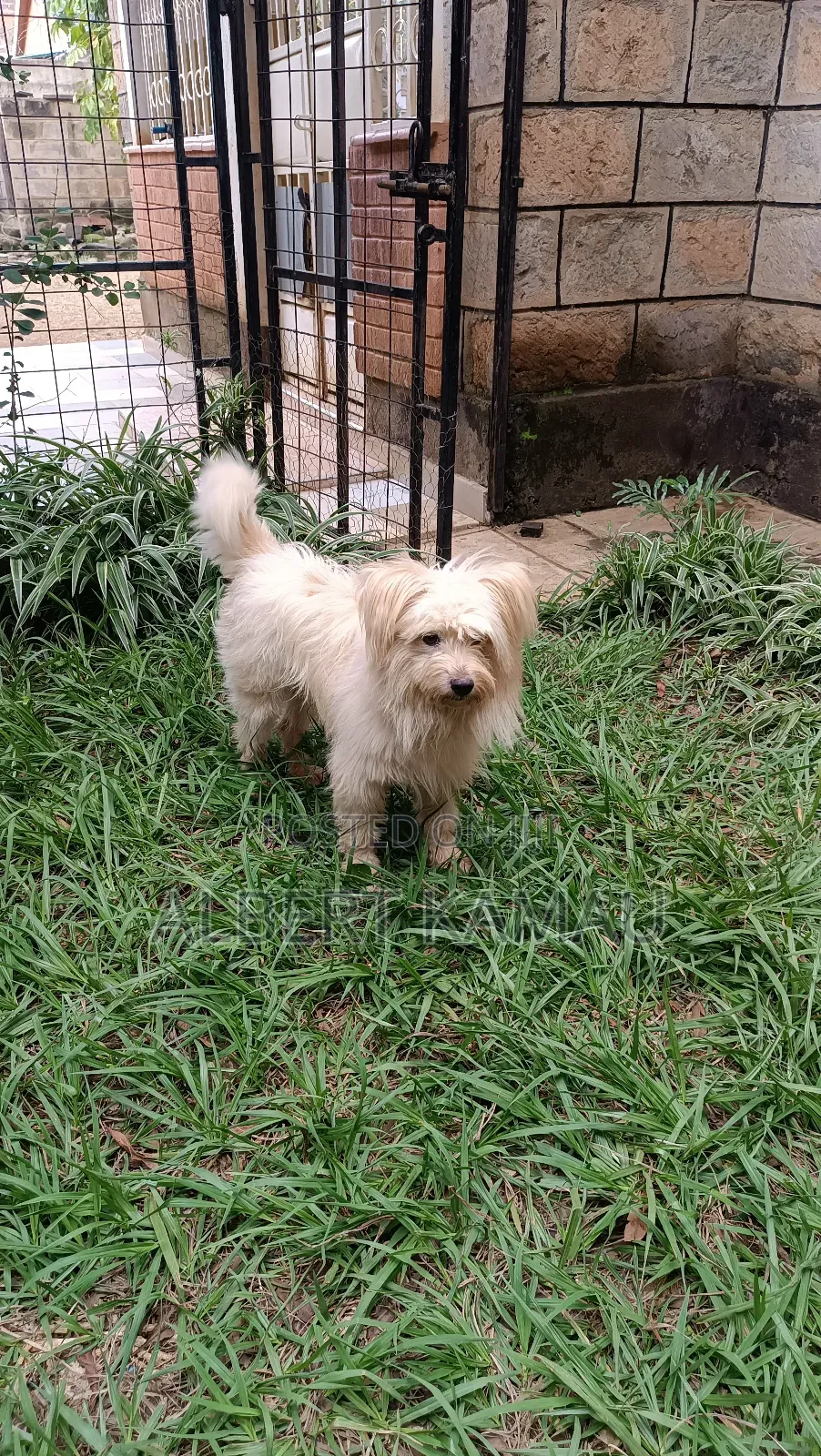 1+ year Male Purebred Maltese