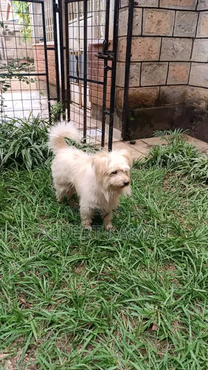 1+ year Male Purebred Maltese