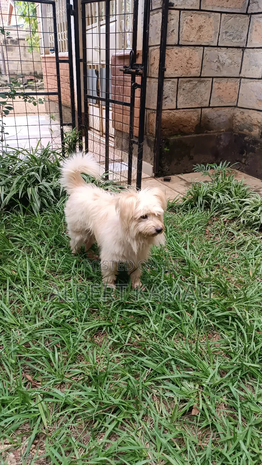 1+ year Male Purebred Maltese