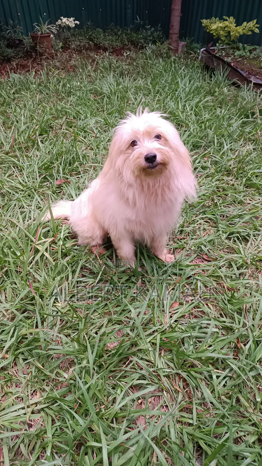 1+ year Male Purebred Maltese