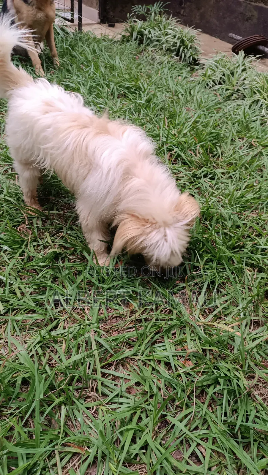 1+ year Male Purebred Maltese
