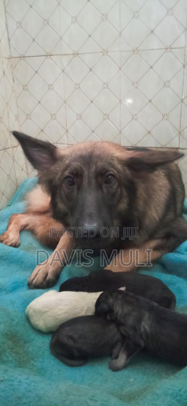 1+ year Female Mixed Breed German Shepherd