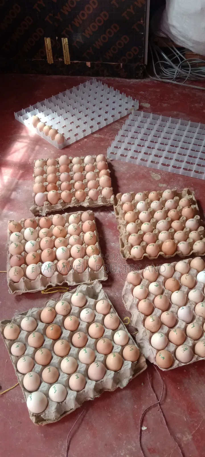 Kenbro F1 Fertilized Eggs