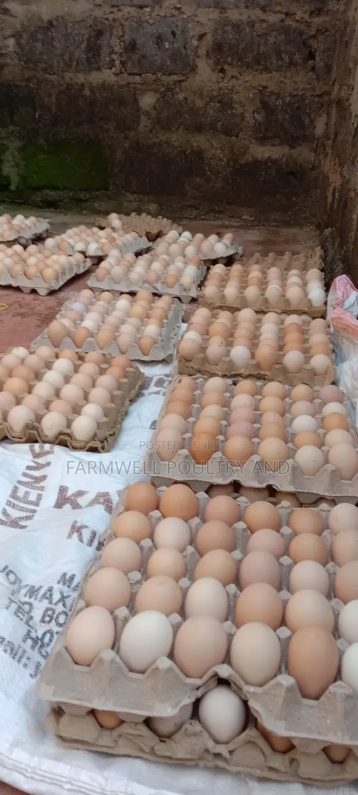 Kenbro F1 Fertilized Eggs