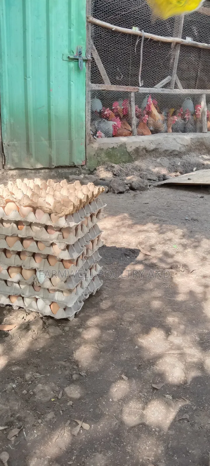 Kenbro F1 Fertilized Eggs