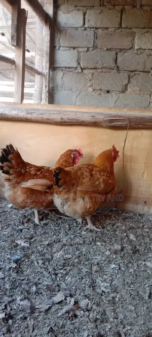 Kenbro F1 Fertilized Eggs
