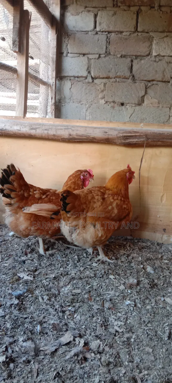 Kenbro F1 Fertilized Eggs
