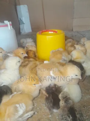 Chick's for Sell