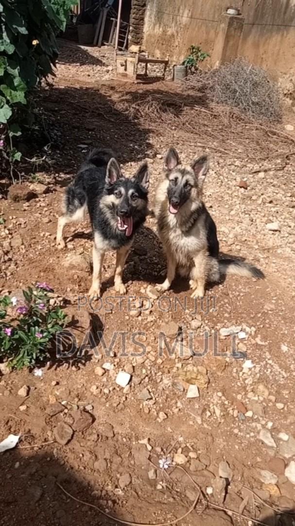 1+ year Male Mixed Breed German Shepherd