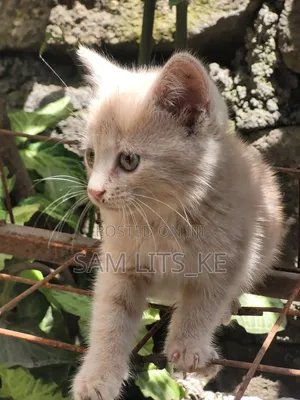 1-3 months Female Purebred American Shorthair