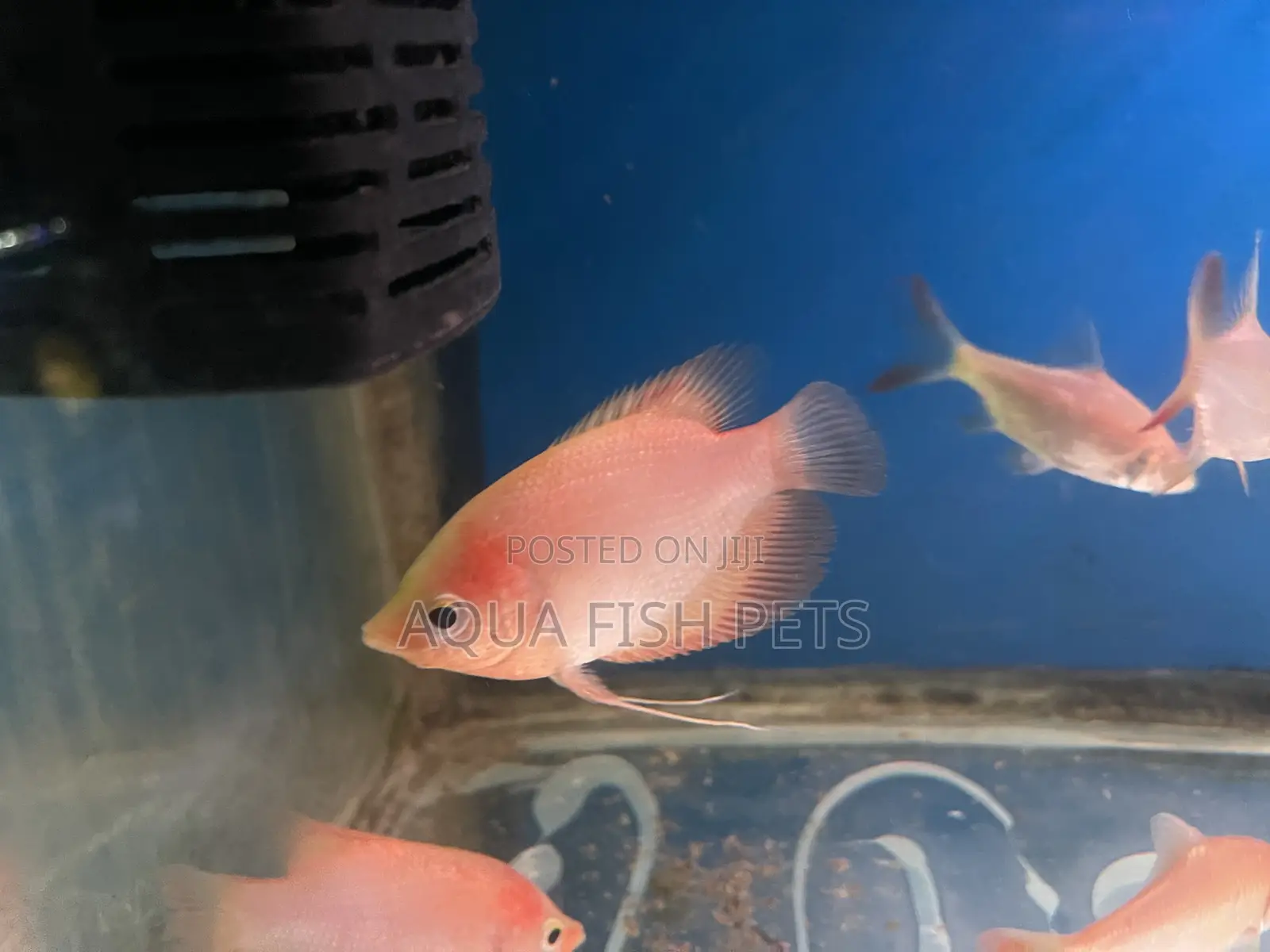 Oscar Fish