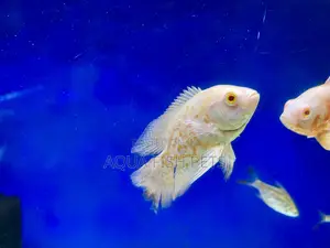 Oscar Fish