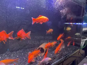 Oscar Fish