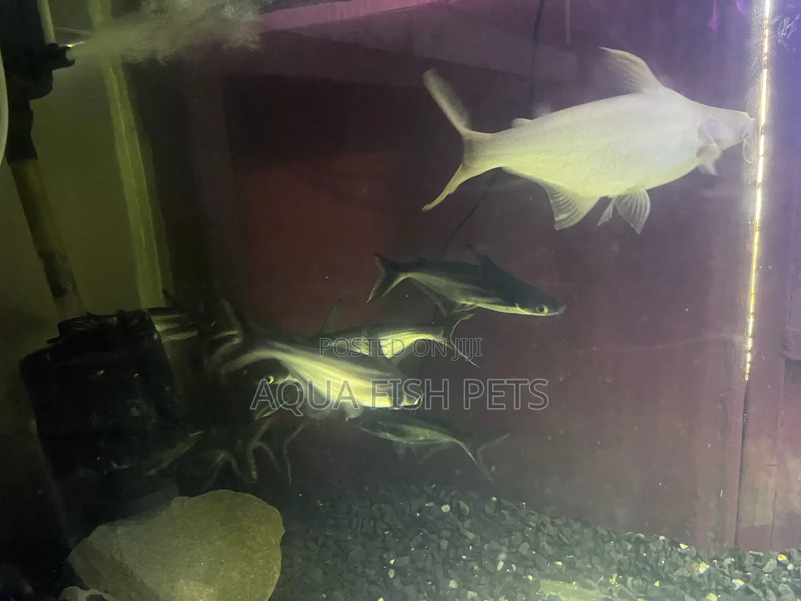 Oscar Fish